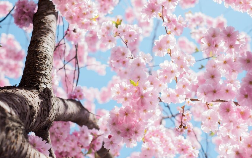 Photo Skin type: Spring